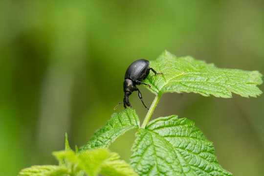 Liparus germanus Weevil on Green Leaf
