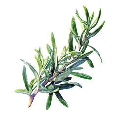 Rosemary watercolor artwork, high-quality professional vector illustration isolated on a white background. © Cooper