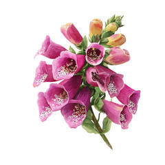 Watercolor Foxglove Bouquet vector, artistic painting style, high-resolution illustration on a pure white background. © Cooper