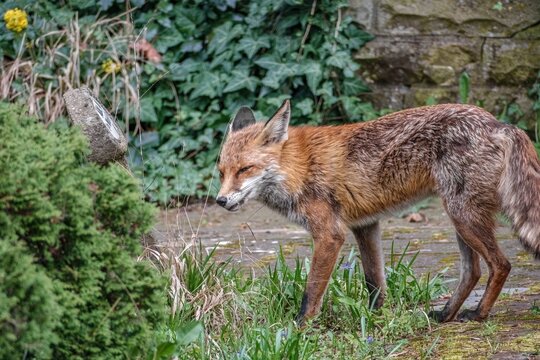 brauner Fuchs l&auml;uft durch den Park