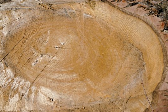 Goldbraune Holzfl&auml;che von abgeschnittenem alten Baumstamm mit Muster als Hintergrund