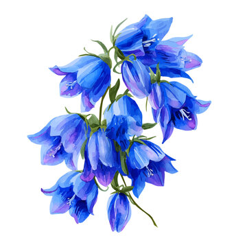Watercolor painting of Bluebell Bouquet, detailed and artistic vector illustration on a white background.