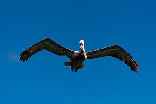 Fauna and nature. Pelican flying during migration. Bird flying in formation. Birds migration. Flying pelican bird. Migration of migratory birds. Migrating pelican flying. Pelican fly in sky