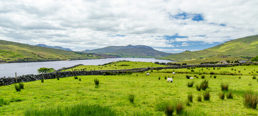 Obraz premium Green pasture and scattered sheep spread across the slopes above Killary Fjord in western Ireland. A rural mountain landscape showing grazing land along Irelands only fjord.