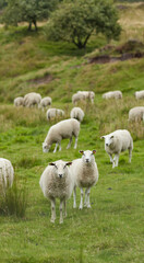 Fototapeta premium Sheep, flock and livestock with grass field in nature for natural growth, food or resources. Pack, group or animals with greenery in habitat or countryside for agriculture or production on farmland