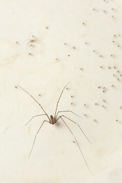 brown long legged spider and small spiderlings on dirty white surface, arachnid with babies top view with soft focus