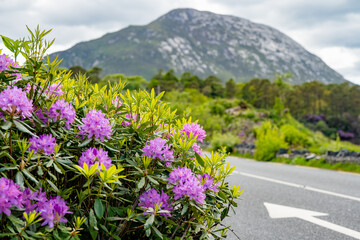 Obraz premium Blooming rhododendrons line a roadside in Connemara, County Galway, with lake and woodland beyond. A spring scene that can also illustrate invasive plants threatening native Irish habitats.