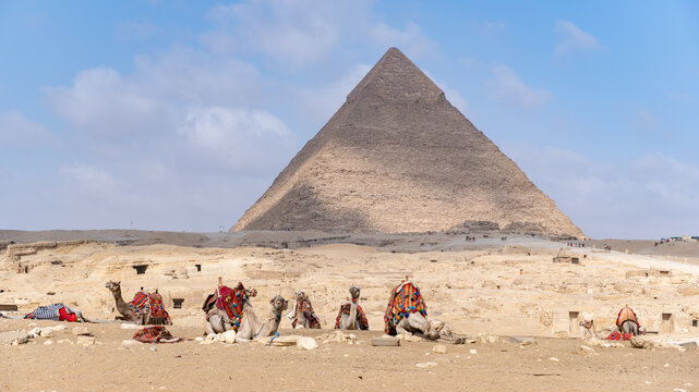 Camels with colorful saddles resting in the arid landscape of giza, egypt, with the ancient great pyramid visible