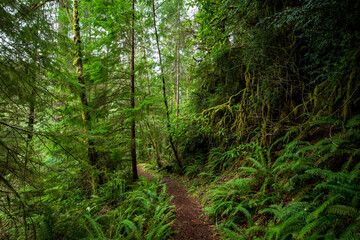 Obraz premium Hiking Trail In The Oregon Rainforest