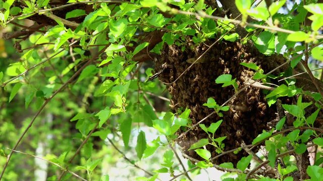 Real time close up video of a temporary swarm cluster of Indian honey bees, Apis cerana indica, resting naturally on a tree branch during colony relocation behavior in Himachal Pradesh, India.