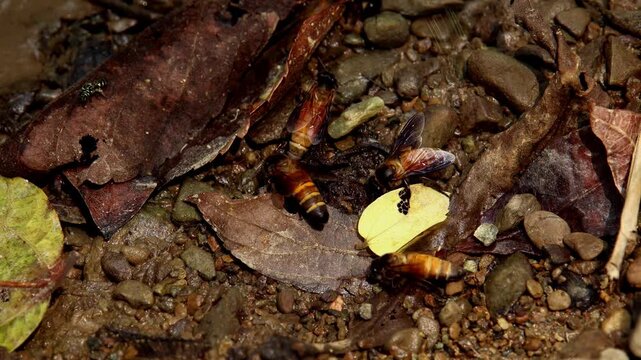 Close-up macro footage of Giant honey bees (Apis dorsata) and carpenter bees drinking and gathering water in summer season conditions in Himachal Pradesh, India.