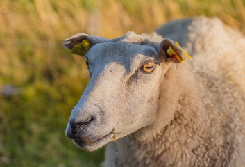 Obraz premium Sheep, livestock and eating with grass in nature for eid al adha, sacrifice or natural habitat. Animal, farmland or lamb with food supply or growth for agriculture, production or qurbani tradition