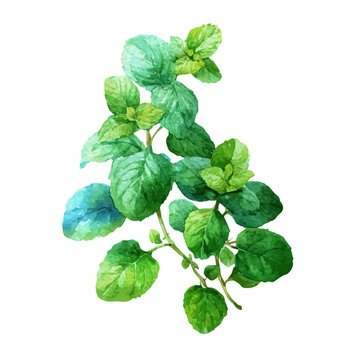 Watercolor Mint vector, artistic painting style, high-resolution illustration on a pure white background.