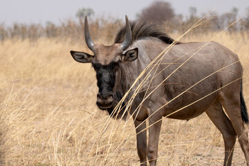 Wildebeest (gnu) © LauraS