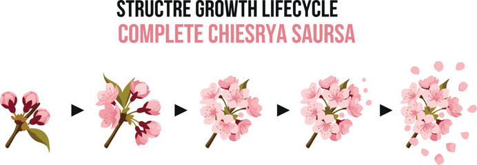 Cherry blossom growth stages infographic showing sakura flower life cycle from bud to full bloom and falling petals. © MdNipon