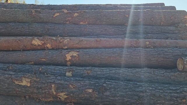 Logs stacked for processing at lumber yard in early morning light