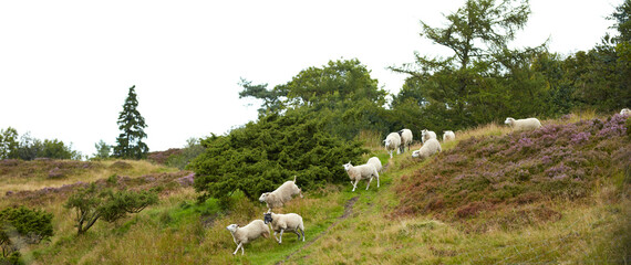 Obraz premium Sheep, flock and walk on field in nature for grazing, pasture and outdoor with banner for agriculture. Free range animal, landscape and herd on hill, grass or farm for meat, wool and sustainability