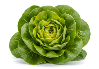 Fototapeta premium Fresh romaine lettuce head with tight leaf formation