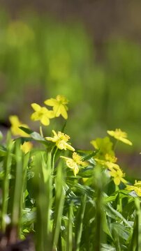 Yellow flowers in wind, vertical b-roll. Bright wild buttercup blossoms swaying intensely on green spring meadow in daylight. Dynamic nature background with vibrant yellow petals in spring garden