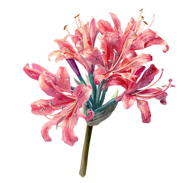 Watercolor Nerine Lily vector, artistic painting style, high-resolution illustration on a pure white background.