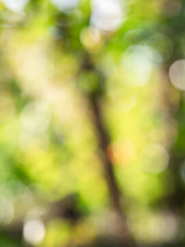 Soft forest bokeh background with green natural blur and sunlight