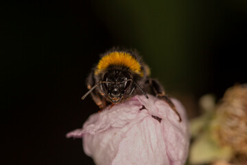 Sleeping Bumblebee  © Mondo