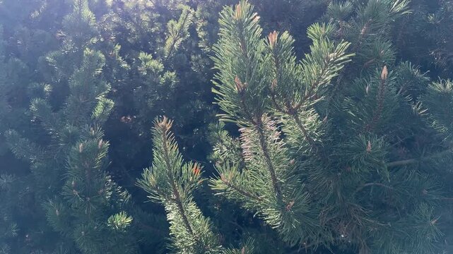 Pine tree Pinus mugo Mughus.