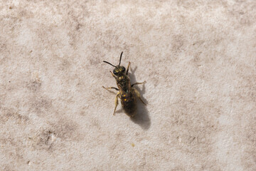 Sweat Bee - Brassy Mining Bee © Mondo