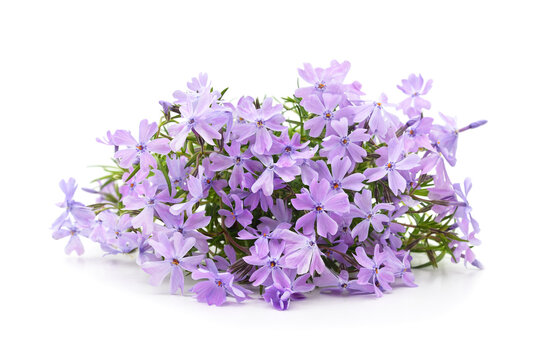 Beautiful purple phlox flowers on white background.