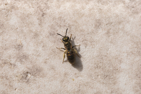 Sweat Bee - Brassy Mining Bee