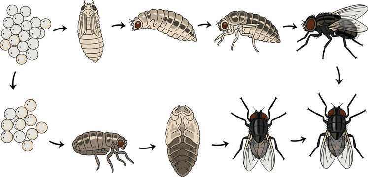 Vector illustration showing the house fly life cycle stages from eggs and larvae to pupae and adults.