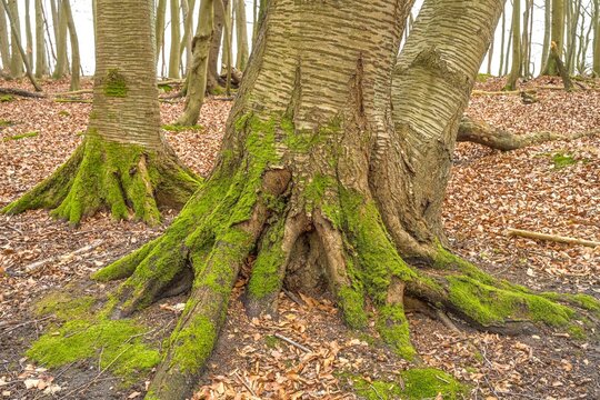 Wurzeln, Moos, B&auml;ume, Nationalpark Jasmund, Insel R&uuml;gen, Mecklenburg-Vorpommern, Deutschland
