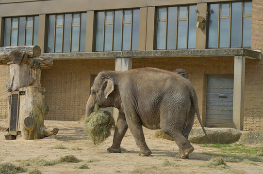 F&uuml;tterung Asiatischer Elefant, Zoologischer Garten, Berlin, Deutschland