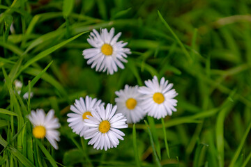 Selective focus of flower Bellis perennis with green grass, Common European species of daisy the family Asteraceae, Small flower of Madeliefje is blooming in the green meadow, Nature floral background © Sarawut