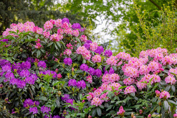 Obraz premium Selective focus of violet and pink flowers with green leaves, President Roosevelt is a popular cultivar of Rhododendron, A large genus of species of woody plants in the heath family, Nature background
