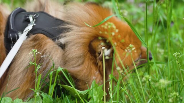 A fluffy Spitz dog eats tall meadow grass beside wild herbs and clover. The black harness and white leash mark a quiet outdoor walk.