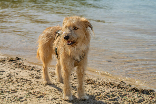 a medium size mongrel dog with light brown shaggy fur is standing on the beach in front of the water on a sunny day - he is unleashed