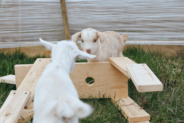 Obraz premium Two young goats interact playfully on wooden planks outdoors in a natural grassy area, showcasing a lively and authentic farm lifestyle moment.