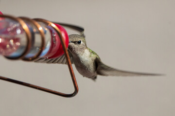 Fototapeta premium Female Costa's hummingbird at a feeder 