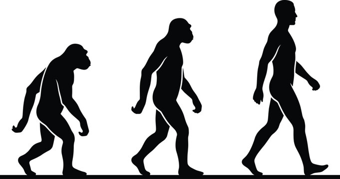 evolution, human, silhouette, progress, growth, development, biology, history, anthropology, primate, primitive, modern, standing, walking, vector
