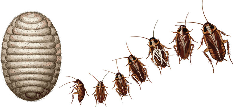 Vector illustration of cockroach life cycle showing various growth stages from egg ootheca to nymph and adult.
