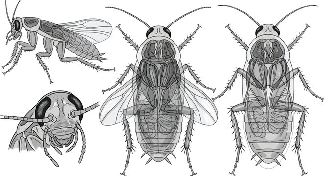 Detailed biological cockroach anatomy vector set showing various insect perspectives including head profile wings and ventral view.