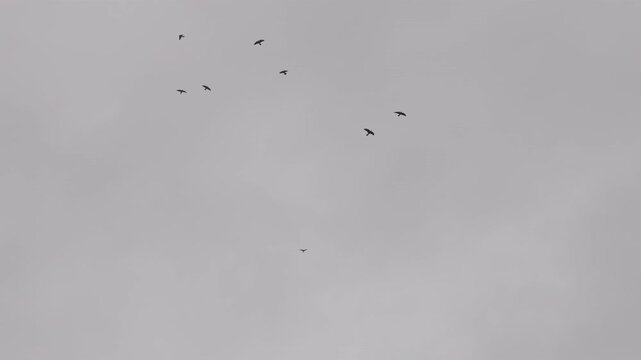 Crows flying against a grey sky in slow motion stock footage