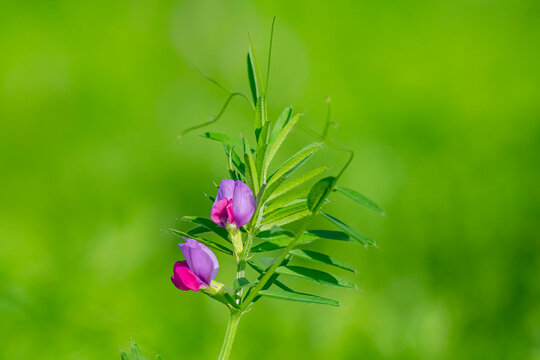 
Vicia sativa, commonly known as vetch, garden vetch, tare, or simply vetch, is a nitrogen-fixing legume plant belonging to the Fabaceae family. It is naturally distributed on every continent except A