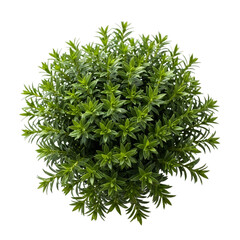 Obraz premium Lush green shrub with dense leaves