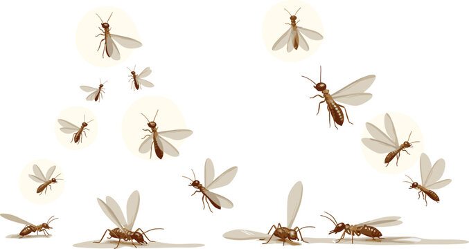 Flying termite alates swarming and landing during mating season set isolated on a white background vector illustration.