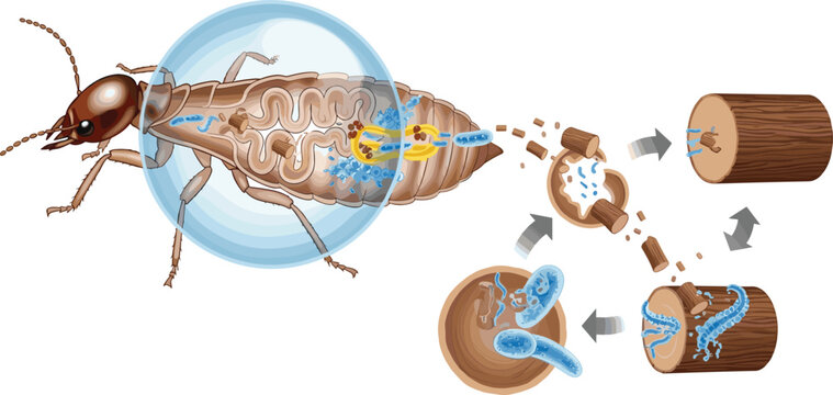 Termite digestion infographic showing wood cellulose breakdown by gut microbes and internal anatomy isolated on white background.