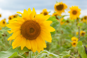 Fototapeta premium Close Up Sunflower in Bloom