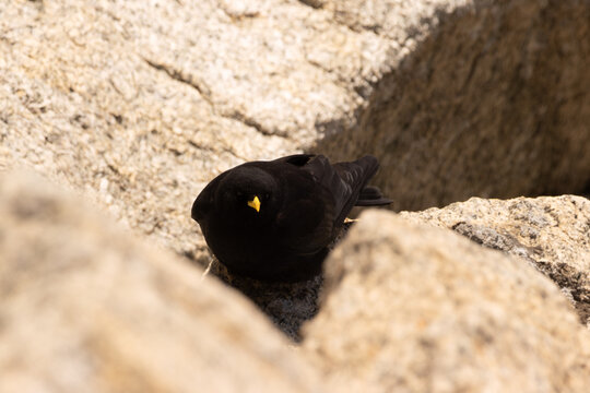 Pair of Alpine Choughs Resting on Granite Above Chamonix