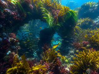 Fototapeta premium Dense marine flora surrounding a majestic underwater rock archway, creating a lush and vibrant aquatic habitat, isolated on transparent background for immersive nature and ocean design projects.